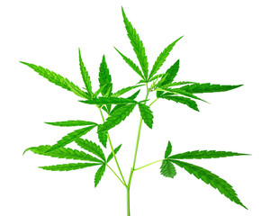 Wild Marijuana leaf isolated on pure white background. Leaves of hemp plants.