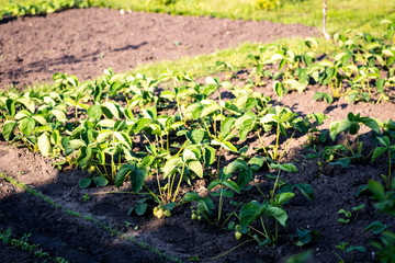 Strawberry seedlings not watered for a long time