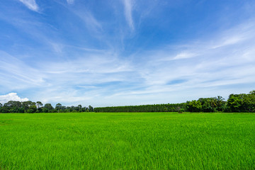 Landscape of grass field and green environment public park use as natural background,backdrop.