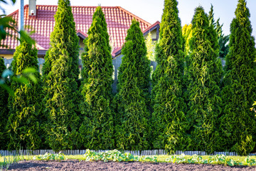 Thuja is a beautiful coniferous plant.