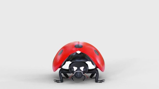 Dancing of a ladybug