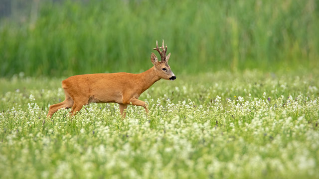 Wild roe deer, capreolus capreolus, buck with dark antlers walking on a meadow with white wildflowers early in the morning in summer. Animal in wilderness with copy space.