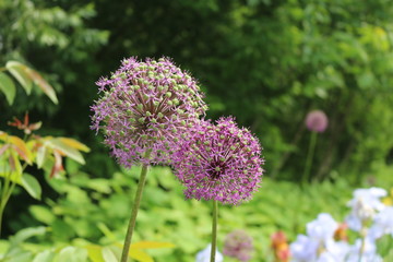 Lilac flowers bloom in the garden in spring