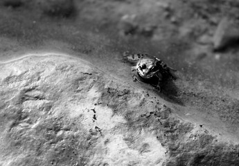 Grenouille Paradise Valley