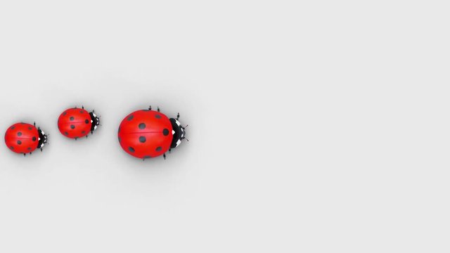 Top view of a ladybugs family that are walking in a row