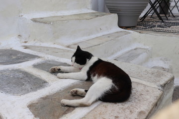 cat on street