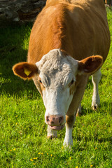 Naklejka na ściany i meble Cow who are curious on the meadow