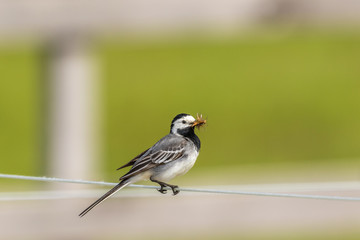 Wagtail on a wire with a beak full of mosquitoes