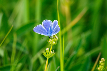 Blue butterfly sitting on a summer flower on a meadow