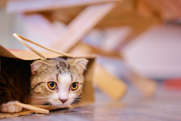 Cute furry cat in box. © Loginova