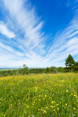 Summer meadow with buttercups flowers and a beautiful view