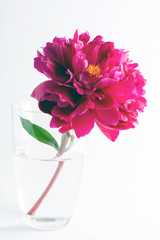 Beautiful red peony in a glass vase on a white background.