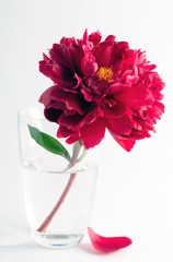 Beautiful red peony in a glass vase on a white background.