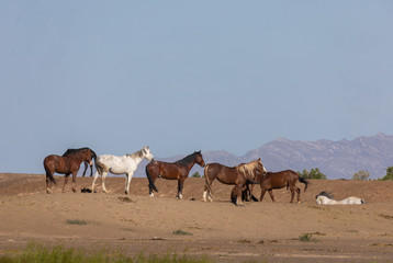 Fototapeta premium Herd of Wild Horses in the Utah Desert in Spring