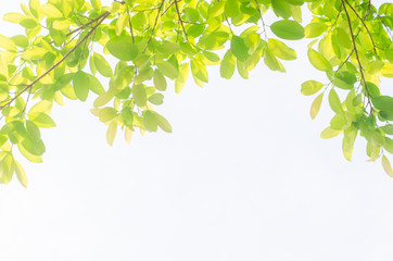 Obraz premium green leaves isolated white background with clipping path. nature frame for decoration design.