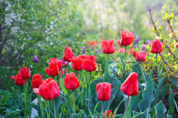 Obraz premium Kwiaty w ogrodzie w porannym świetle. Kwitnące czerwone tulipany