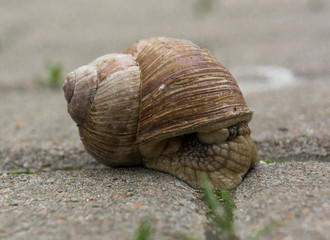 garden snail on a city pavement