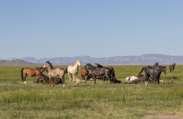 Herd of Wild Horses in the Utah Desert in Spring