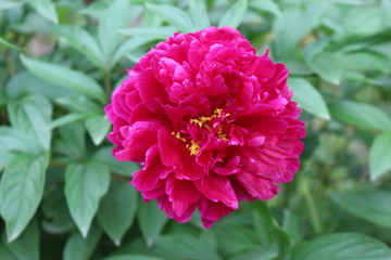 Pink peony blossom in the garden
