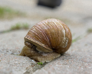 garden snail on a city pavement
