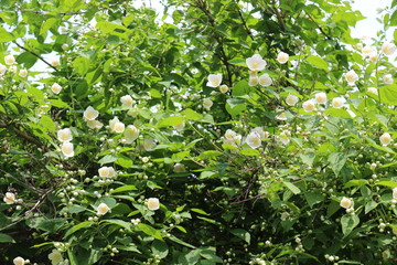 Fototapeta na wymiar White flowers bloom on a jasmine bush in summer