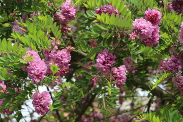 Obraz premium Pink acacia blooms in early summer. Her flowers are very fragrant and beautiful. 