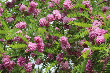 Pink acacia blooms in early summer. Her flowers are very fragrant and beautiful. 