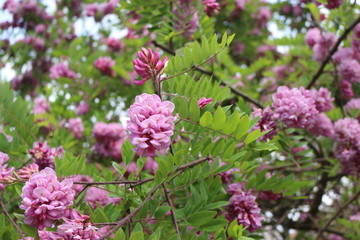  Pink acacia blooms in early summer. Her flowers are very fragrant and beautiful. 