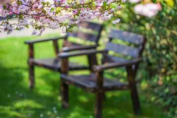 Two wooden chairs on the grass under the blooming cherry tree