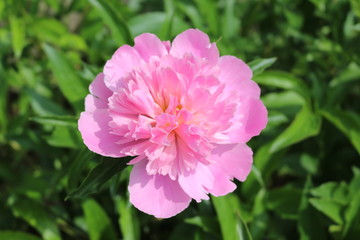 Pink peony blossom in the garden