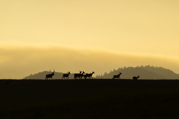 Fototapeta na wymiar Herd of red deer, cervus elaphus, with does and stag walking at the end at sunset on a horizon. Dark silhouettes of wild animals in nature with colorful landscape in the background with copy space.