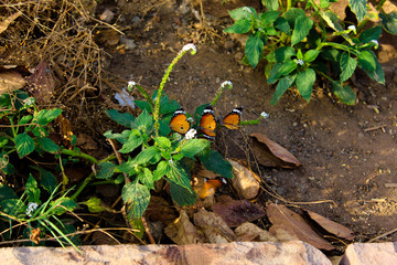 butterfly on plants