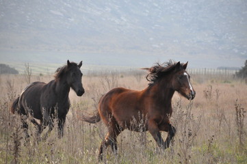 Two horses galloping in the field