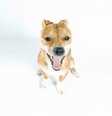 Adorable mixed breed small dog yawning on white background