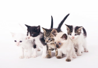 Litter of adorable kittens looking at a point on white background