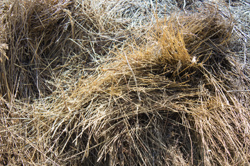 Fototapeta premium Pile of hay as background