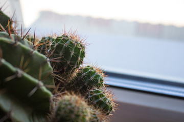 Green cactus with thorns near the window