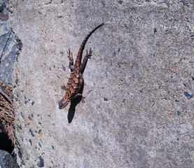 brown scaly lizard sunbathing on a boulder