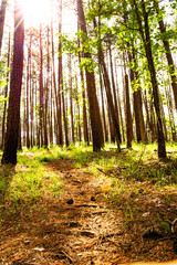 sun shining through trees in the forest