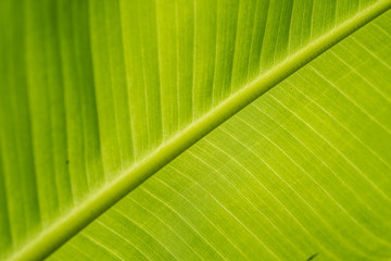 green leaf of banana