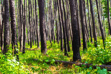 Obraz premium tall trees rise out of the underbrush in the forest