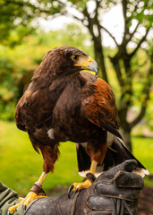 Harris's Hawk