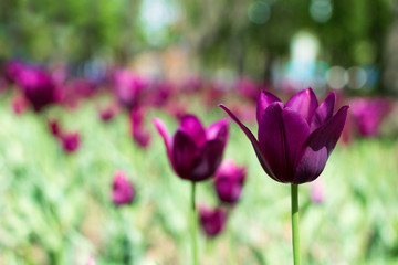 Obraz premium Purple tulips variety. Violet tulips in the flower garden, arboretum with sunlight. Flower horizontal banner.