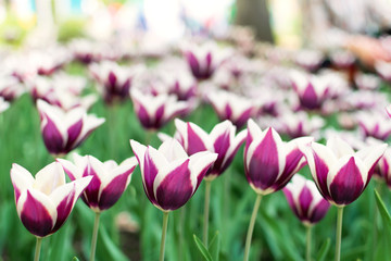 Obraz premium Purple tulips variety. Violet tulips in the flower garden, arboretum with sunlight. Flower horizontal banner.