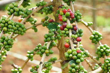 Red and green coffee beans on branch of coffee tree.