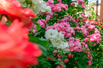Blooming multi-colored roses in the garden. Nature floral background. 