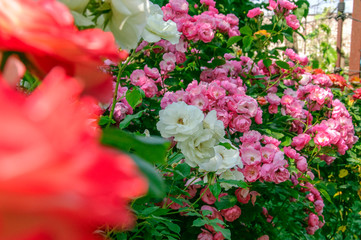 Fototapeta premium Blooming multi-colored roses in the garden. Nature floral background. 