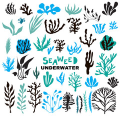 Seaweed undewater1
