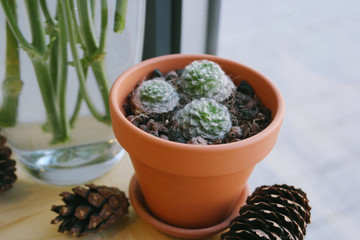 Plant cactus in a pot
