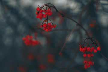 red rowan in winter on a dark background